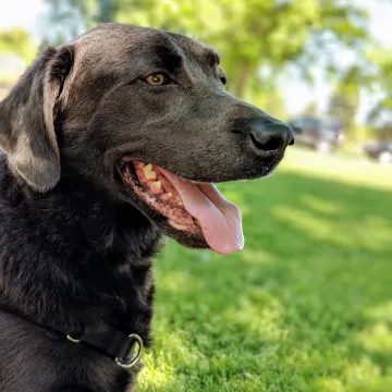 Black lab sitting on a lawn during the day and is panting 